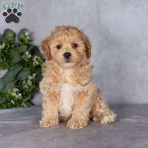Bruce, Bich-Poo Puppy
